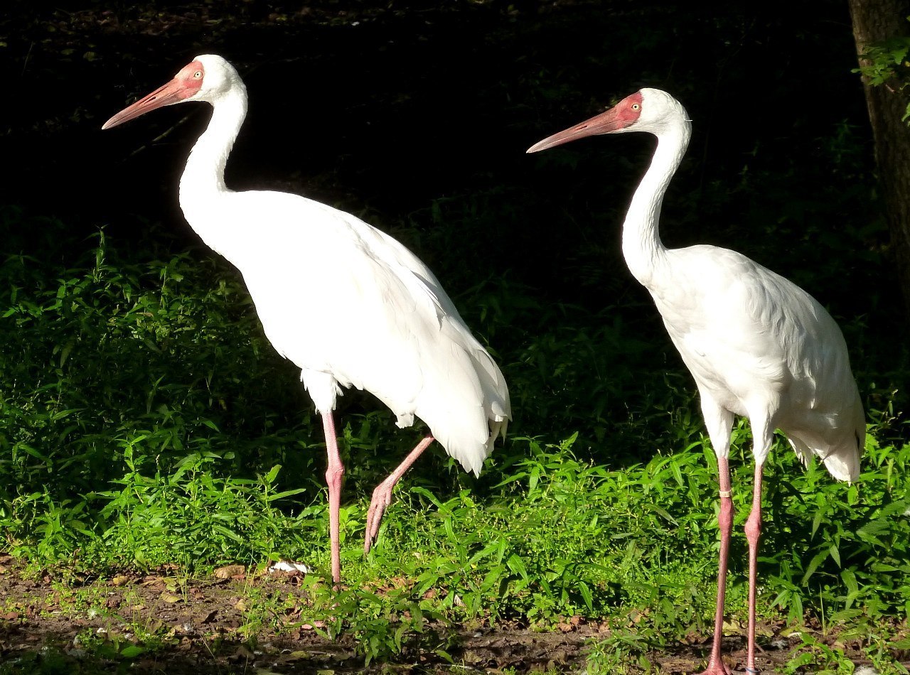 C:\Users\1\Downloads\1672849758_78-poknok-art-p-foto-sterkha-belogo-zhuravlya-82.jpg