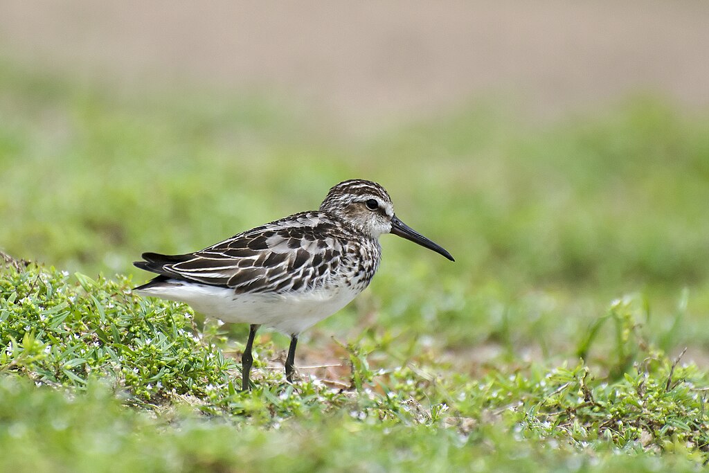 C:\Users\1\Downloads\Broad_billed_sandpiper_by_Sreedev_Puthur.jpg