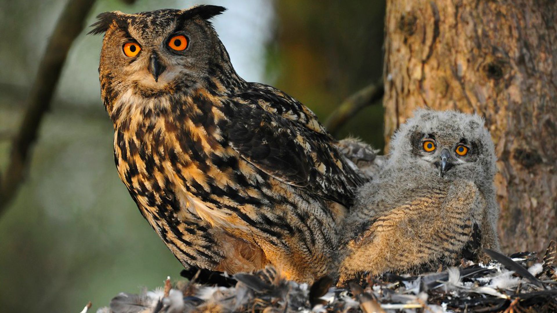 C:\Users\1\Downloads\Bubo_bubo-FHD.jpg