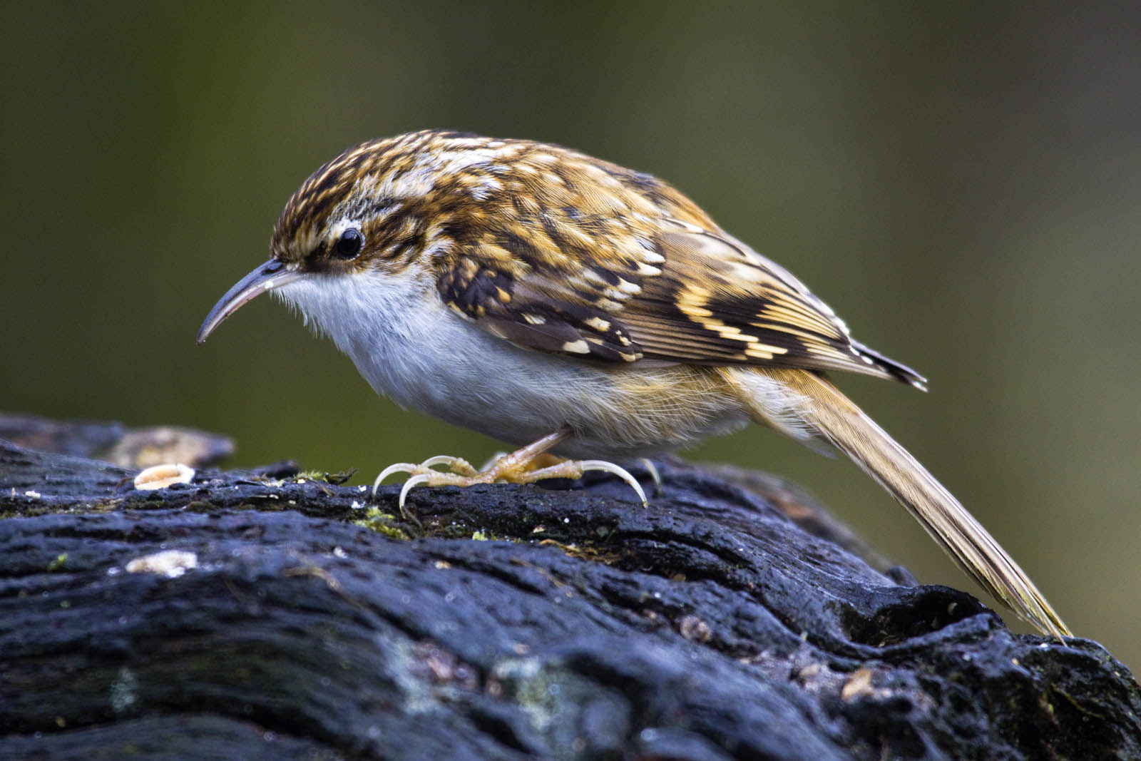 C:\Users\1\Downloads\Certhia-familiaris1.jpg