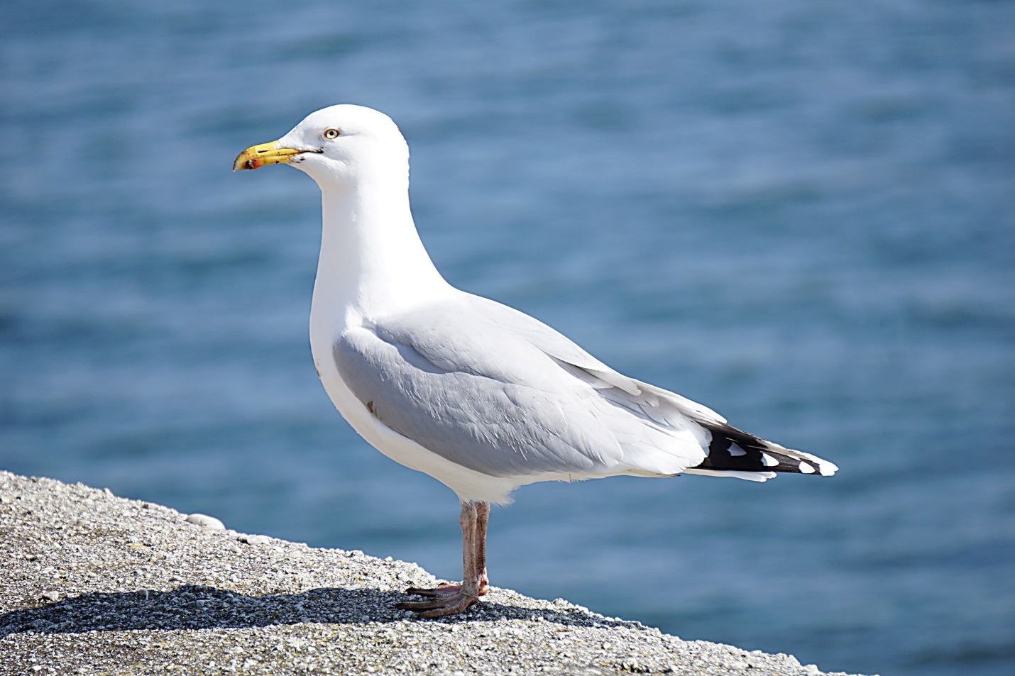 C:\Users\1\Downloads\gull1.jpg