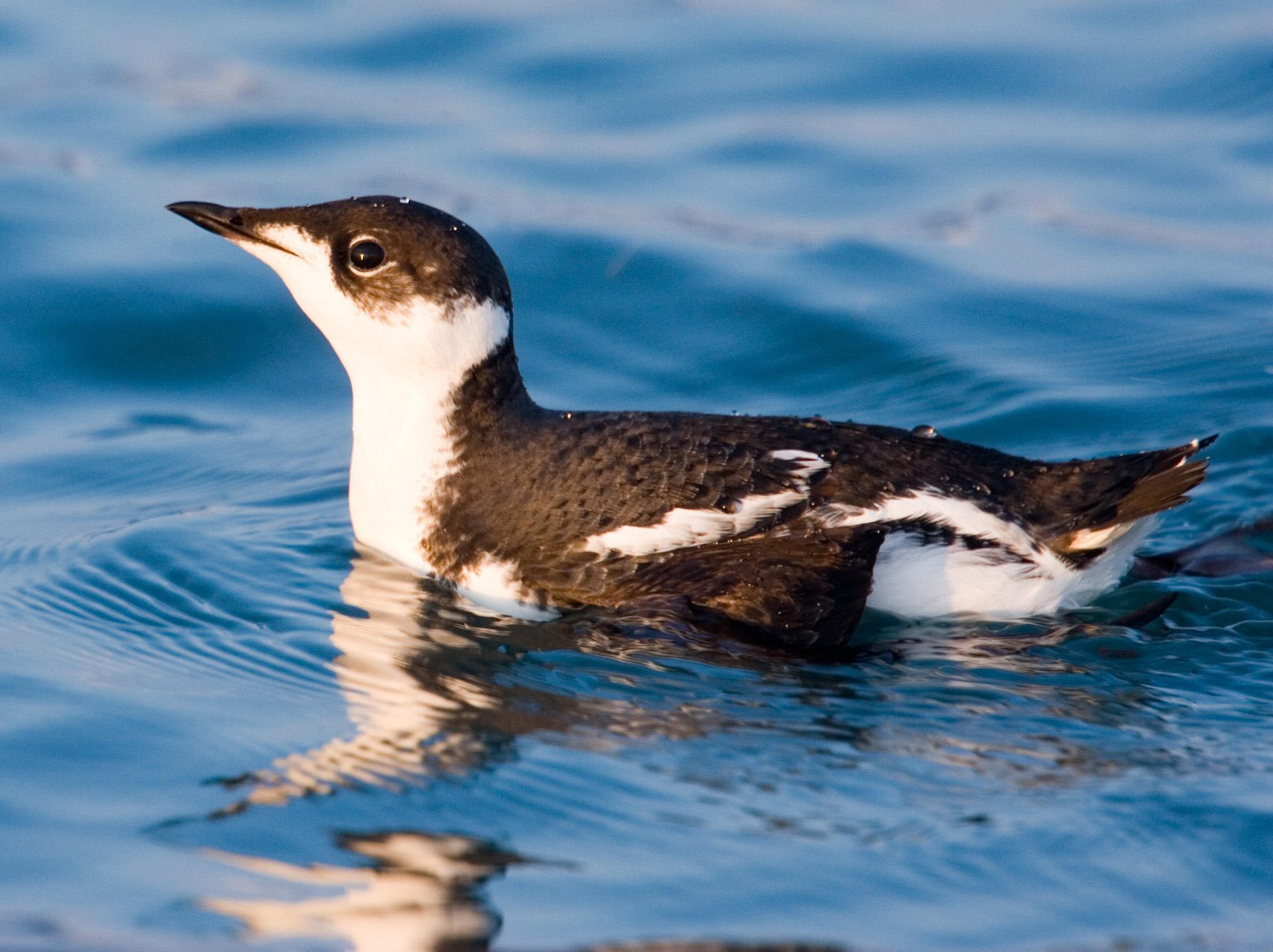 C:\Users\1\Downloads\MarbledMurrelet03-e1492966610733 (1).jpg