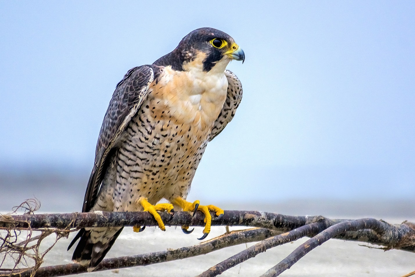 C:\Users\1\Downloads\Peregrine_Falcon_বহেরি_বাজ.jpg