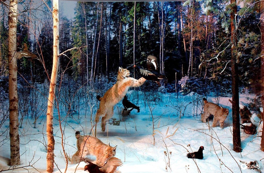 C:\Users\1\Downloads\1639601886_37-funart-pro-p-ris-na-okhote-zhivotnie-krasivo-foto-44 - копия.jpg