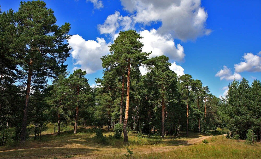 C:\Users\1\Downloads\scale_1200 (12).jpg