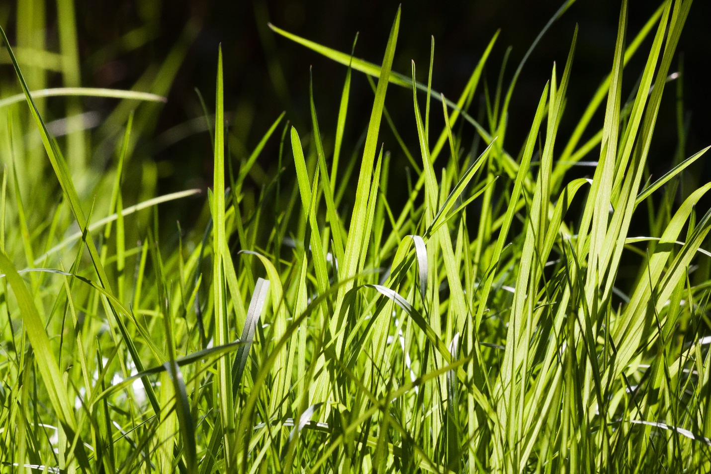 C:\Users\1\Downloads\nature-grass-plant-field-lawn-meadow-leaf-flower-spring-green-soil-grassland-frisch-back-light-lenz-grass-family-plant-stem-land-plant-628223.jpg