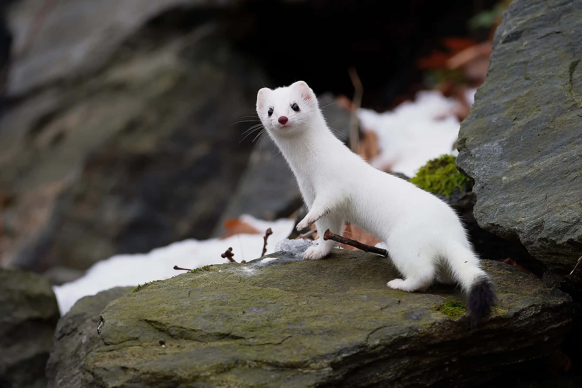 C:\Users\1\Downloads\ermine-vvmy539c6pp67rx9.jpg