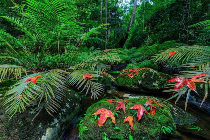 C:\Users\1\Downloads\maple-green-fern-stream-rainforest_46740-182.jpg